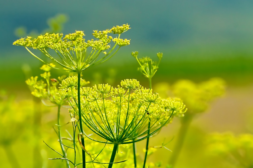 1 fennel crop