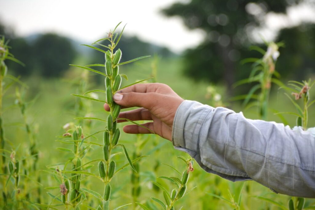4 sesame seed crop-Photoroom